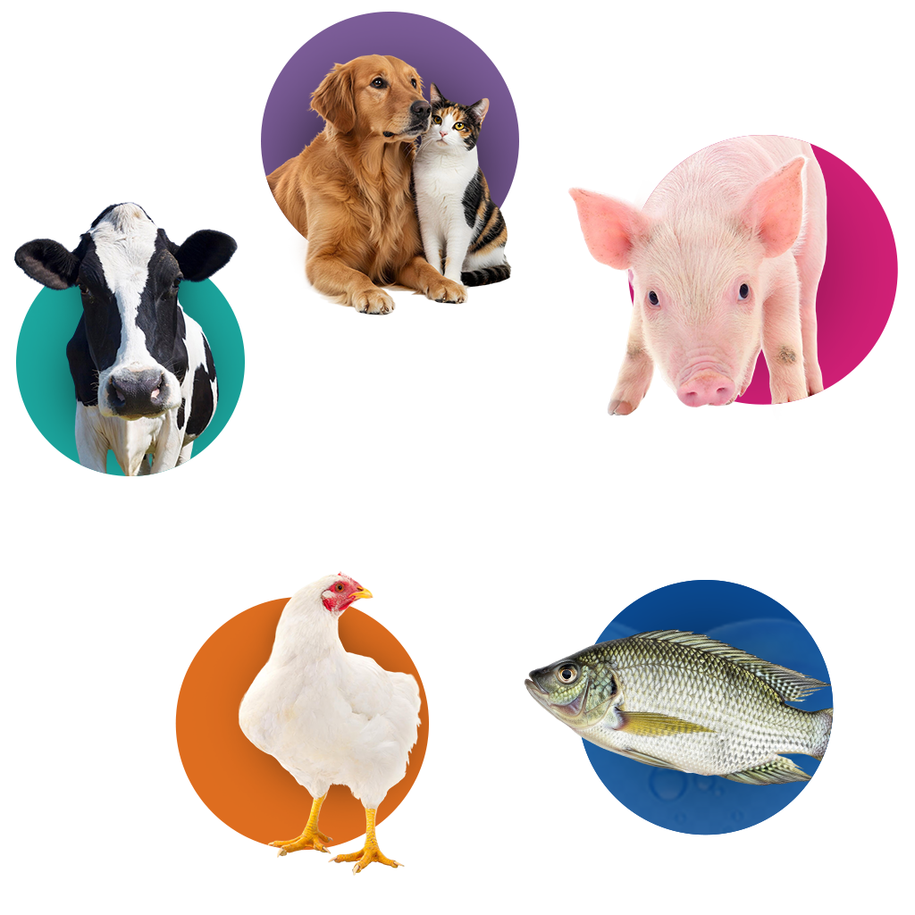 Animais